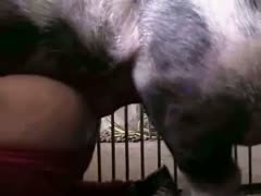 Slutty black cock whores enjoy beast sex with pigs after taking off their form-fitting red yoga underwear.